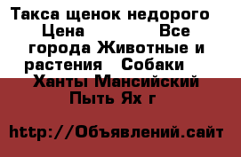 Такса щенок недорого › Цена ­ 15 000 - Все города Животные и растения » Собаки   . Ханты-Мансийский,Пыть-Ях г.